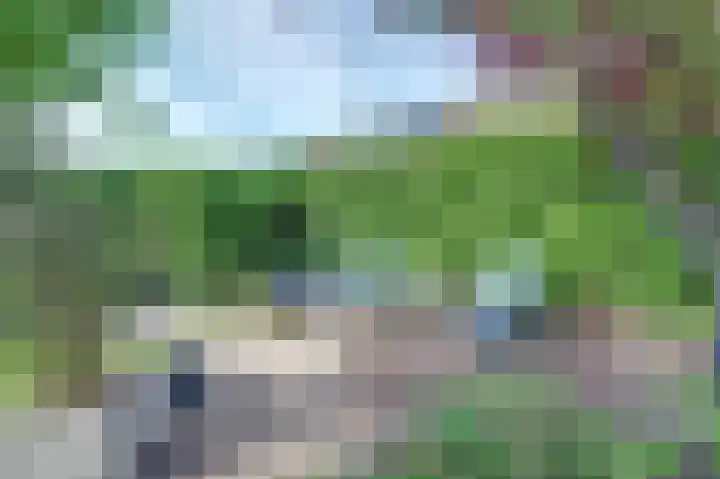Meerkoet 15 Rockanje thumbnail 48
