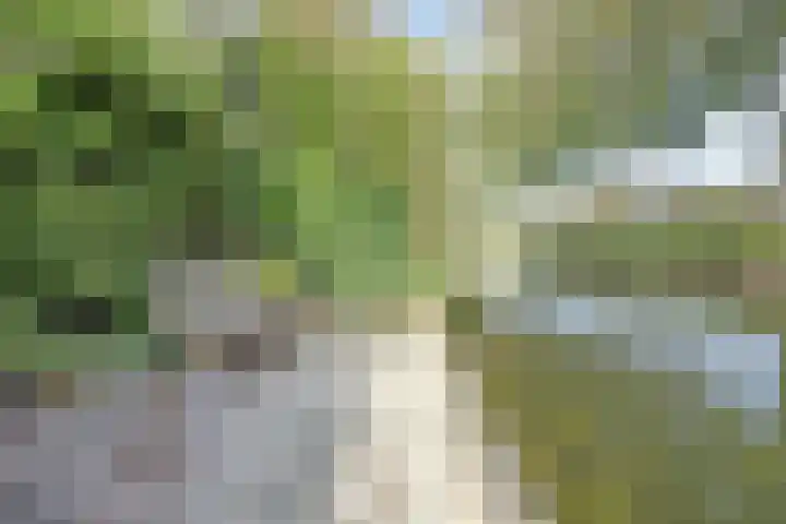 Meerkoet 15 Rockanje thumbnail 49