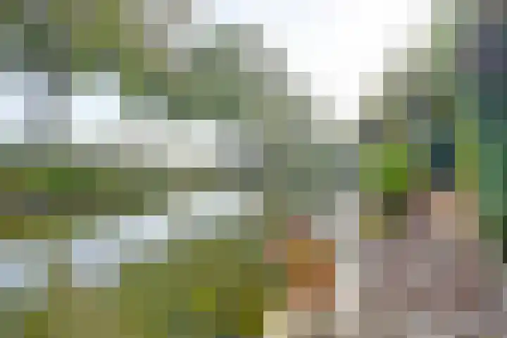 Meerkoet 15 Rockanje thumbnail 50