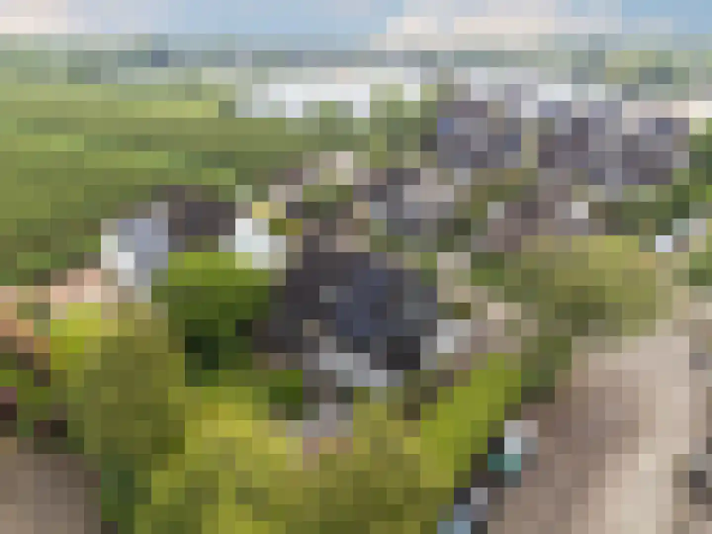 Meerkoet 152 Harmelen thumbnail 42