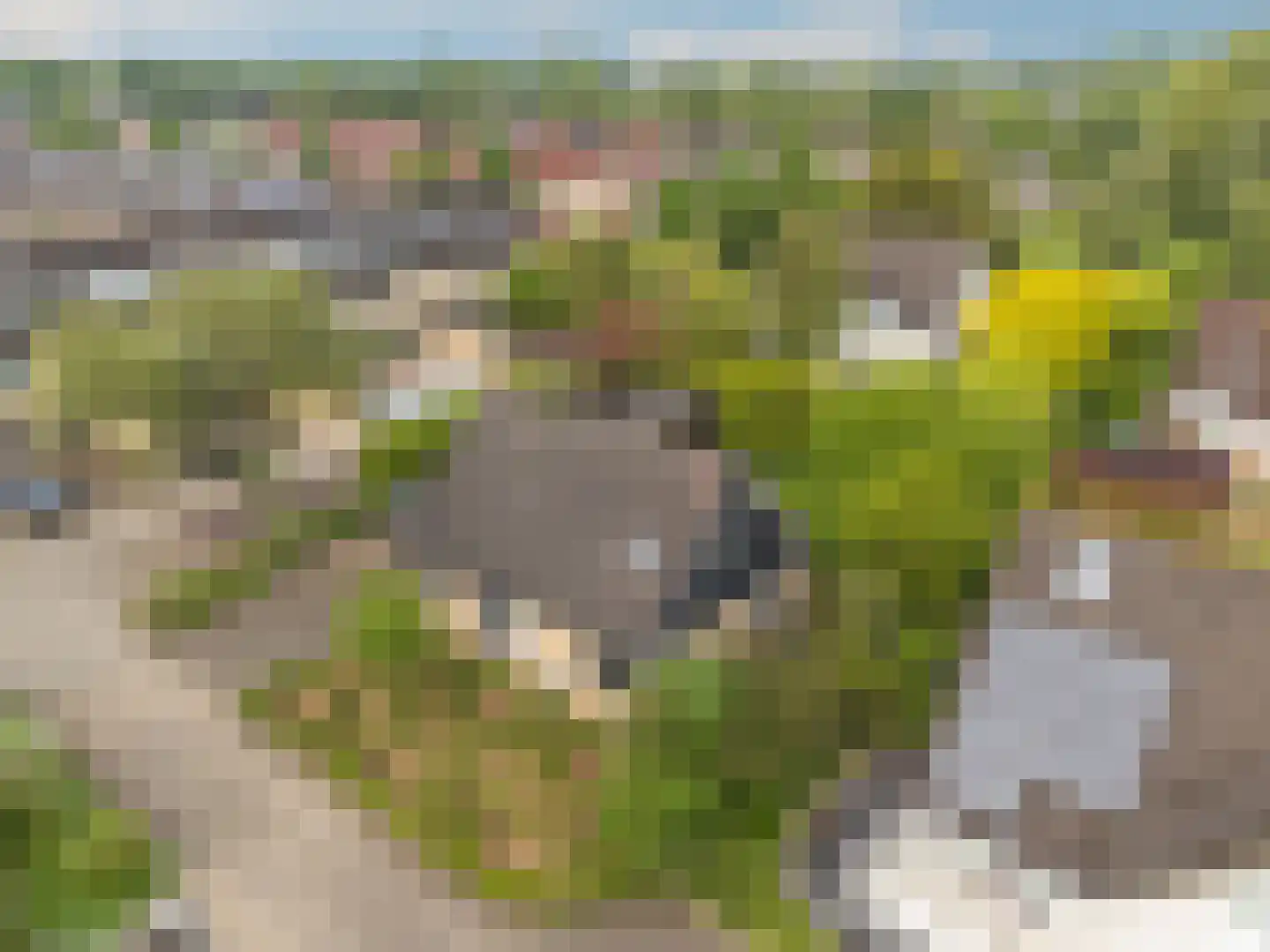 Meerkoet 152 Harmelen thumbnail 43