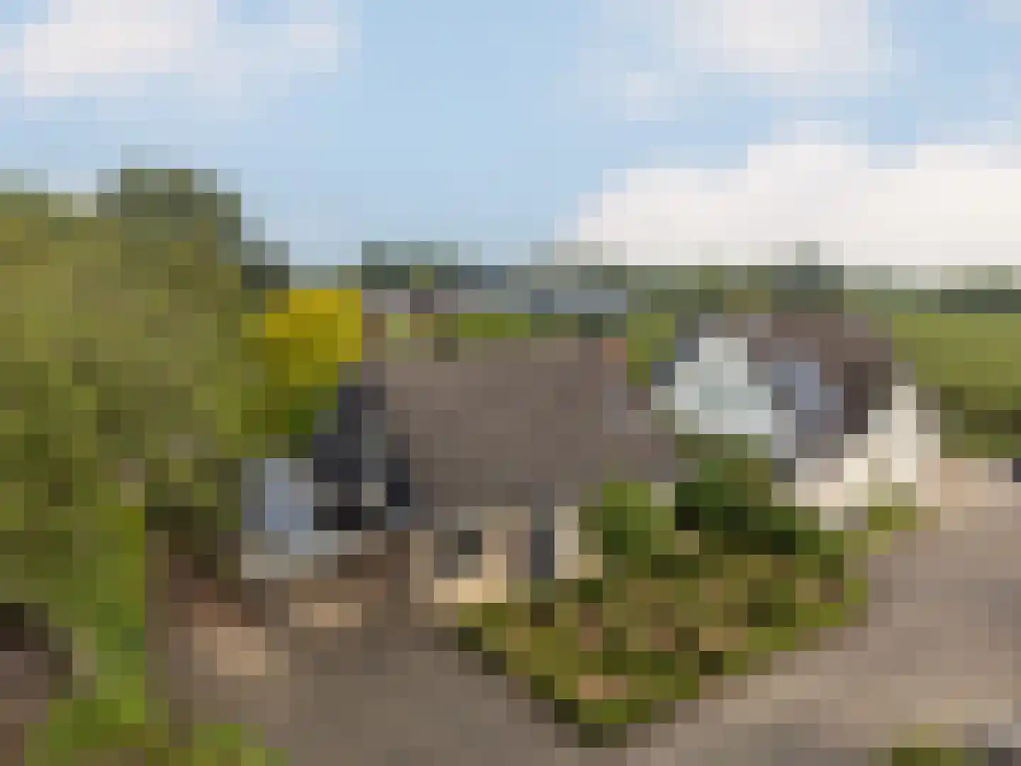 Meerkoet 152 Harmelen thumbnail 44