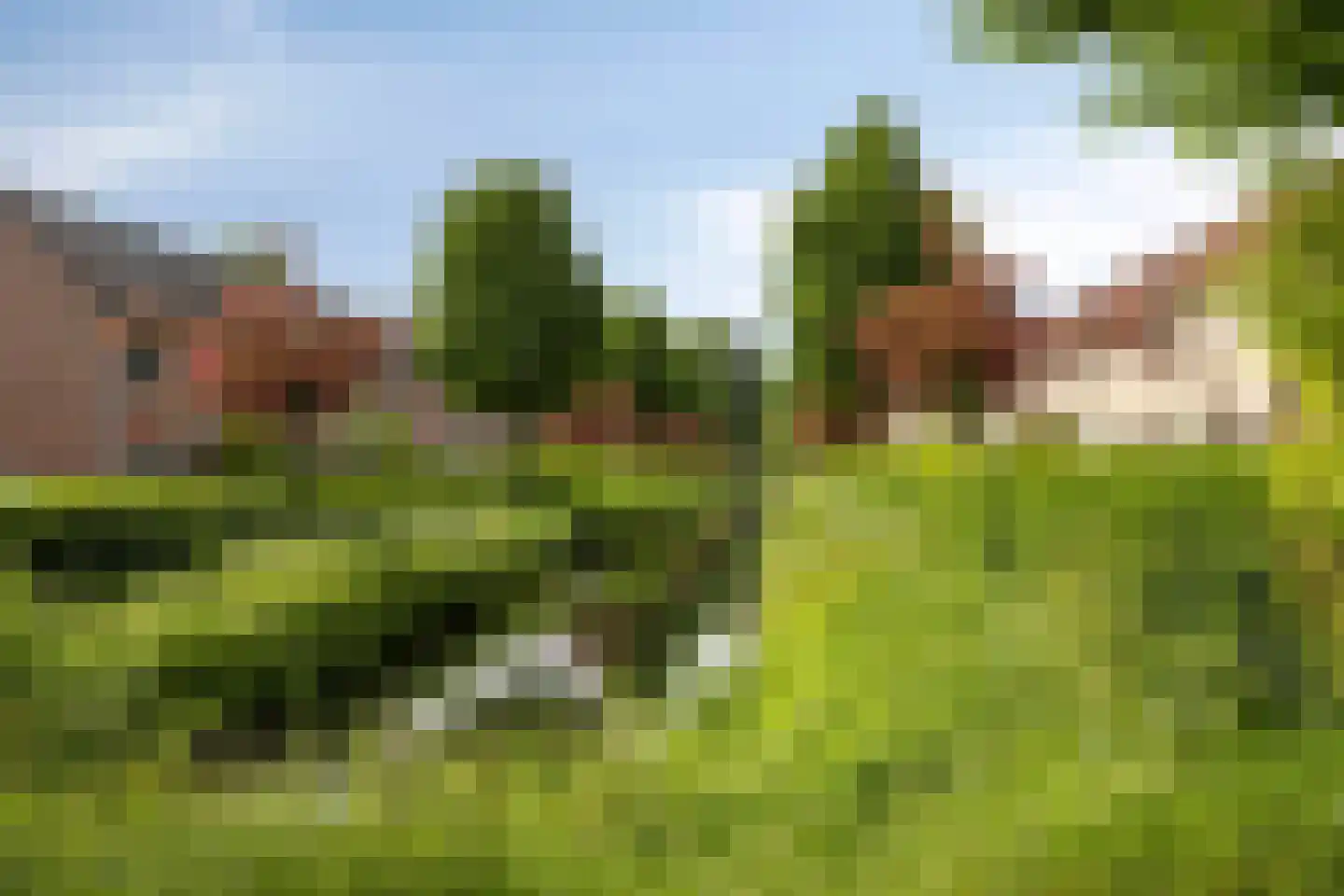 Meerkoet 152 Harmelen thumbnail 45