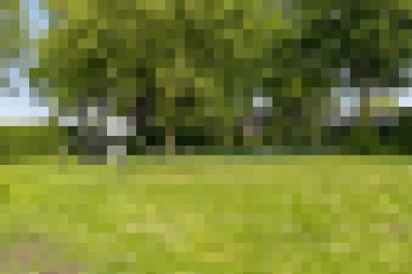 Meerkoet 152 Harmelen thumbnail 46