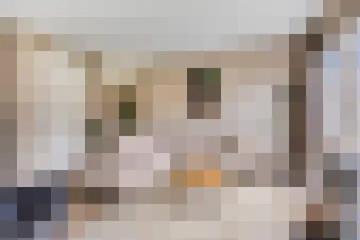 Meerkoet 17 Bedum thumbnail 10