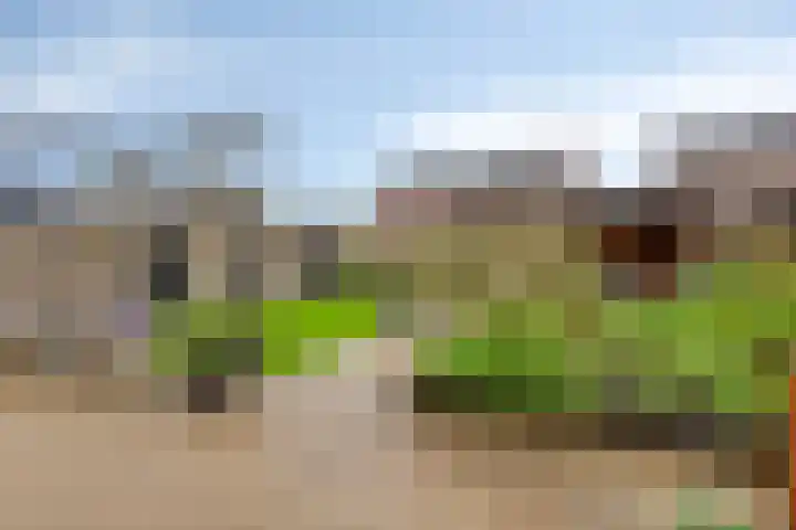 Meerkoet 17 Bedum thumbnail 29