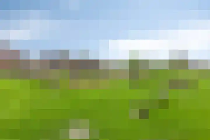 Meerkoet 17 Bedum thumbnail 34