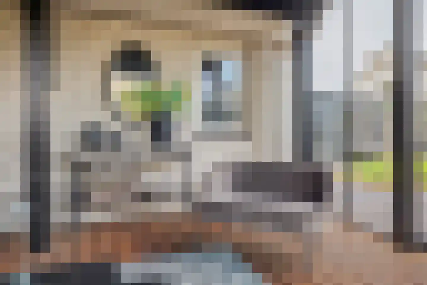 Meerkoet 19 Rozenburg thumbnail 22