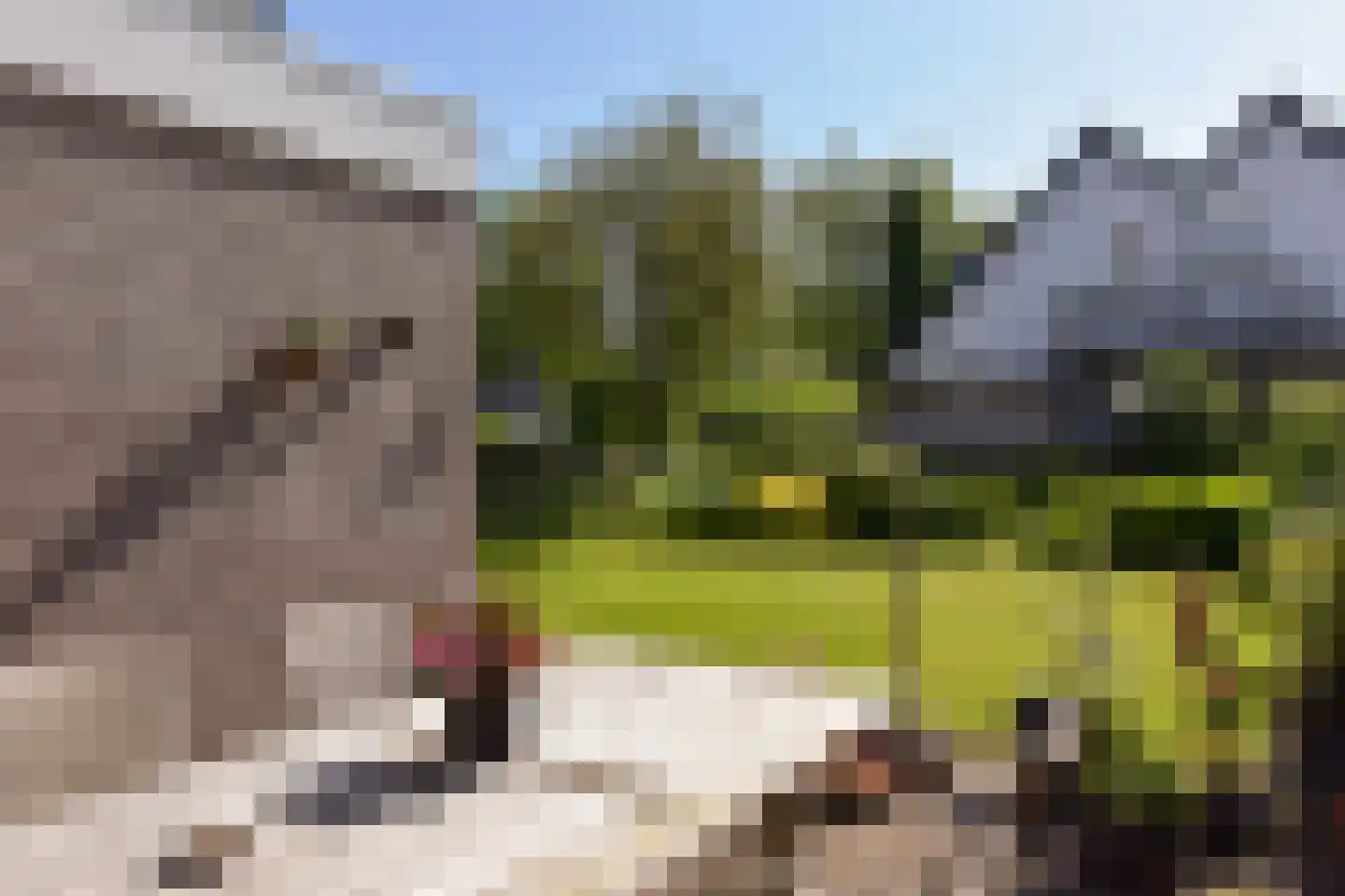 Meerkoet 2 A Mijdrecht thumbnail 31