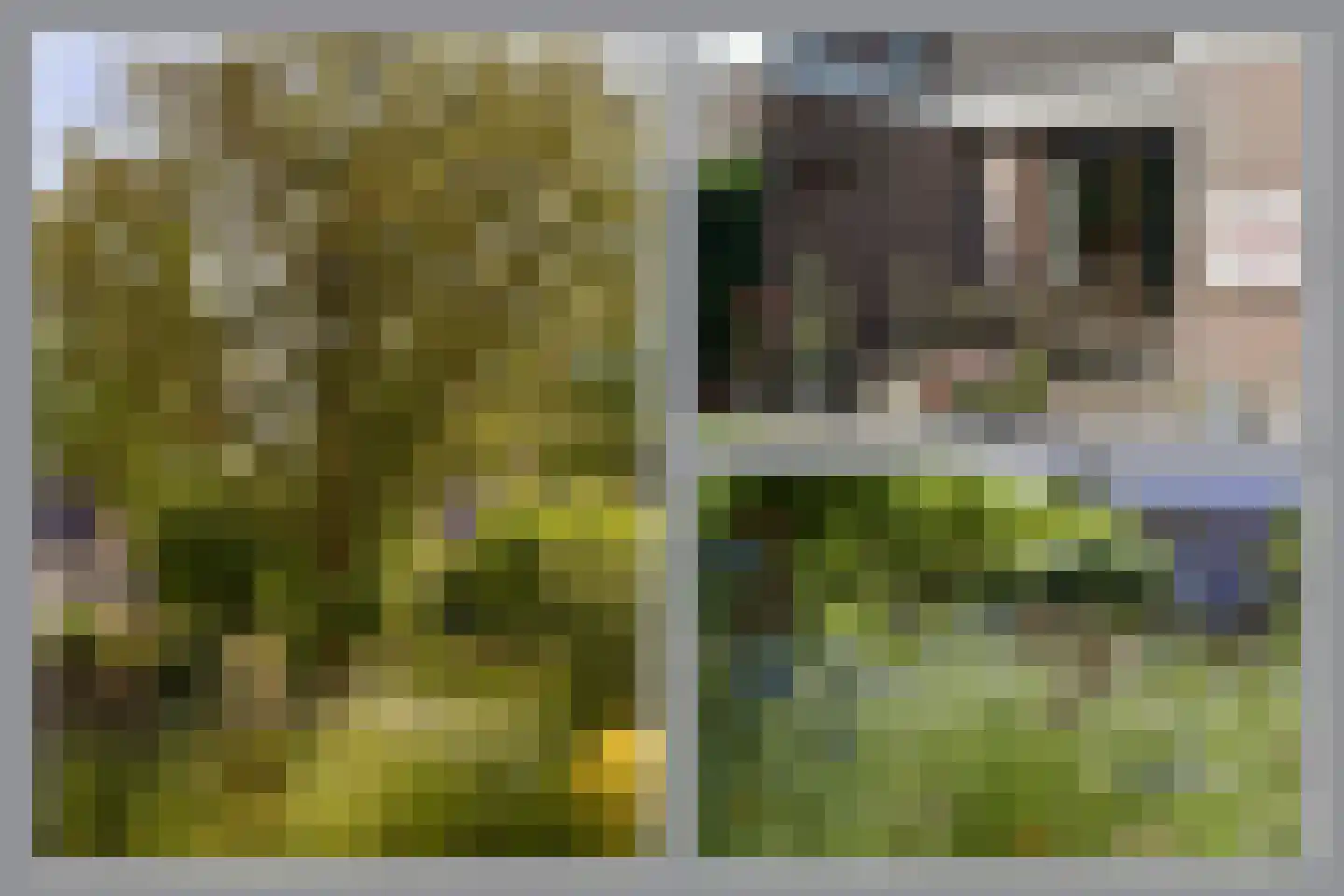 Meerkoet 2 A Mijdrecht thumbnail 32