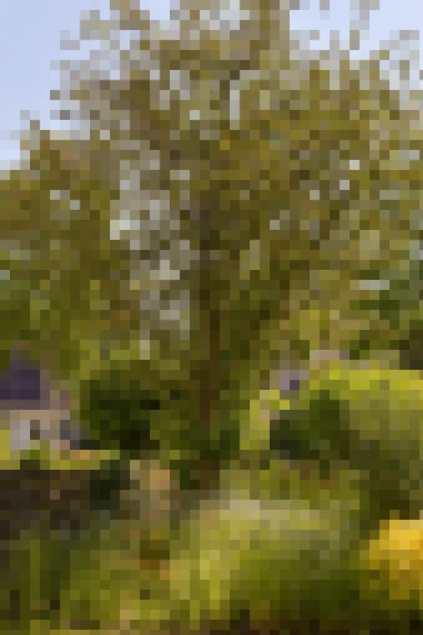Meerkoet 2 A Mijdrecht thumbnail 39