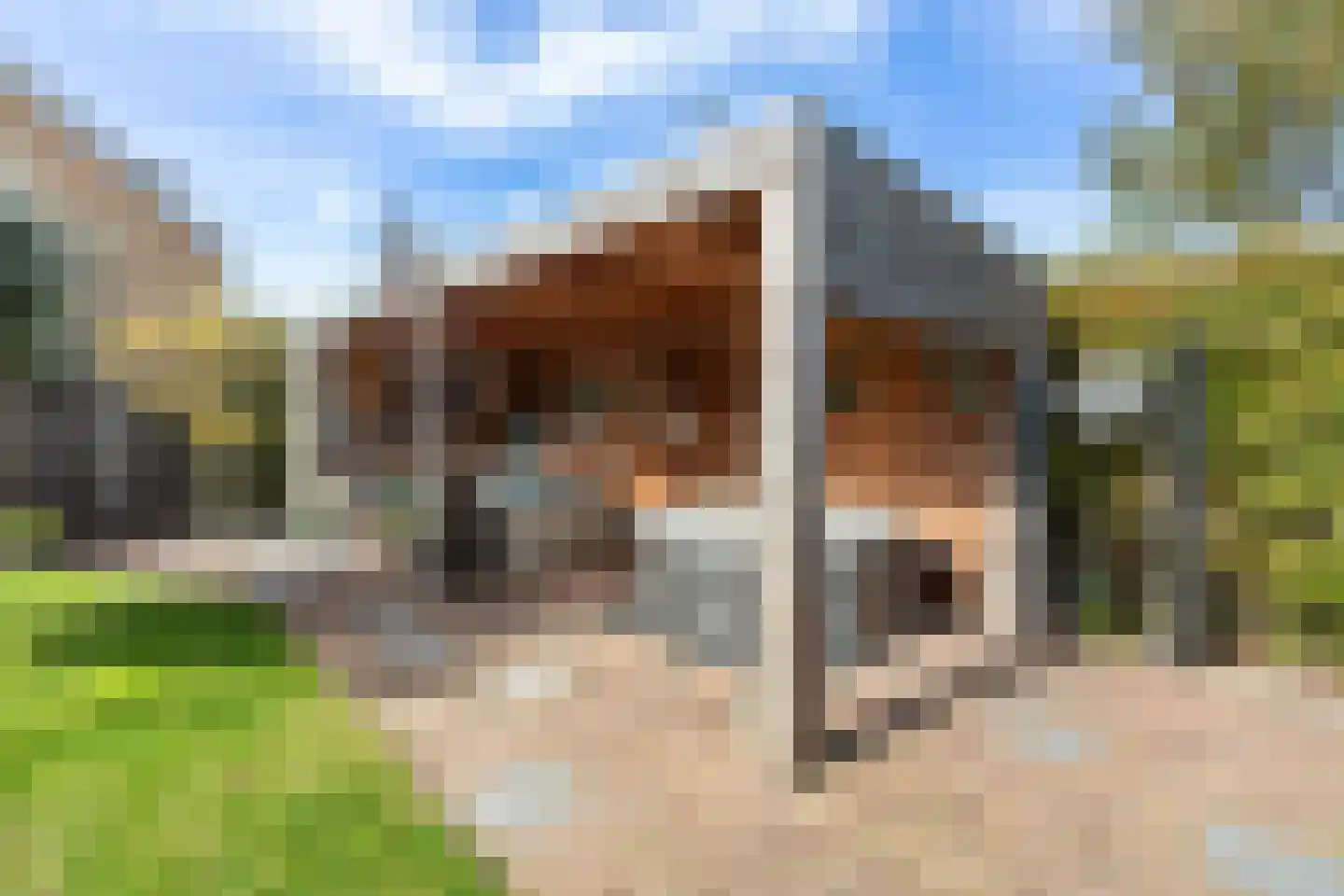 Meerkoet 2 Rozenburg thumbnail 30