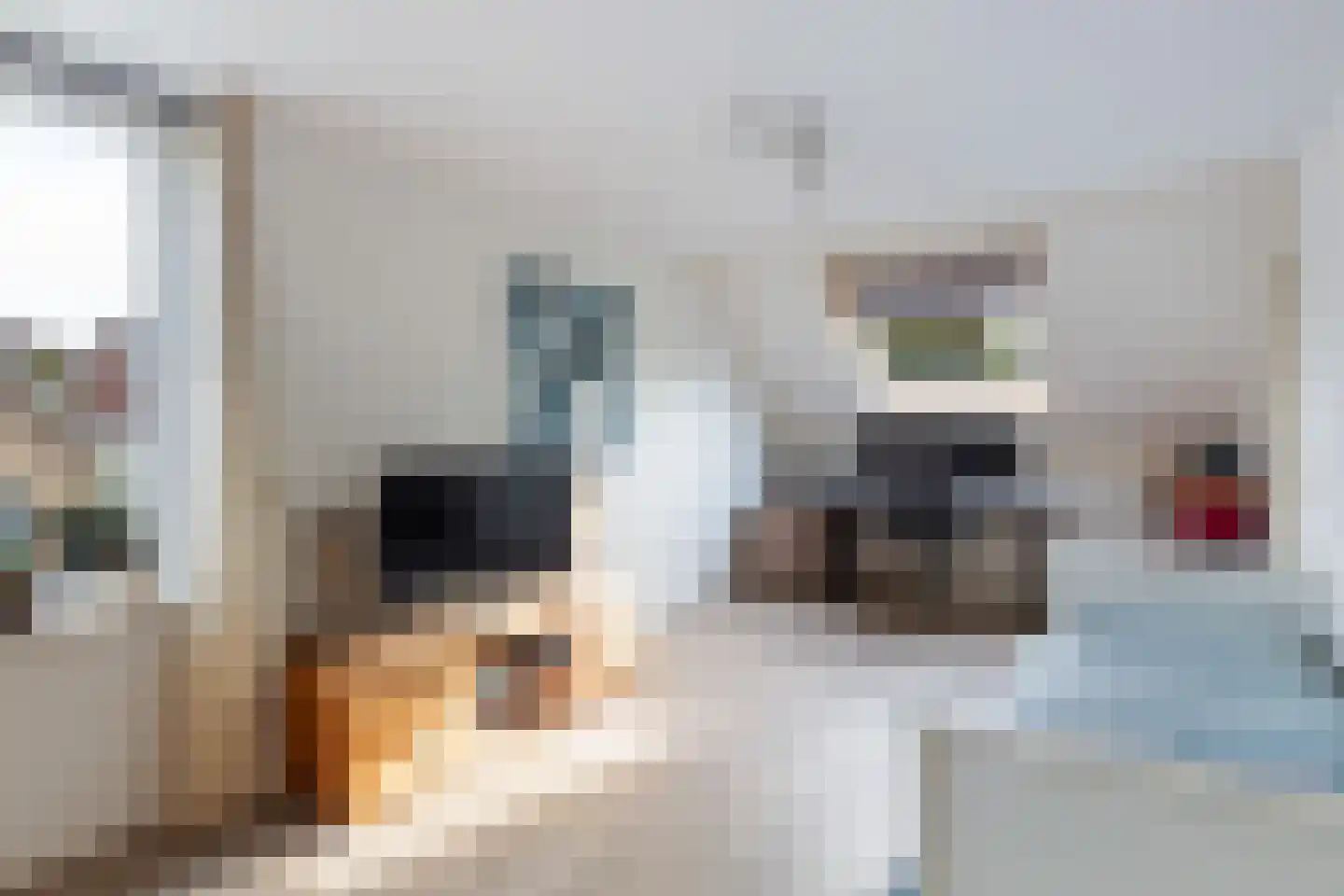 Meerkoet 2 Rozenburg thumbnail 44