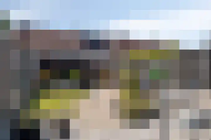 Meerkoet 21 Bergen op Zoom thumbnail 27
