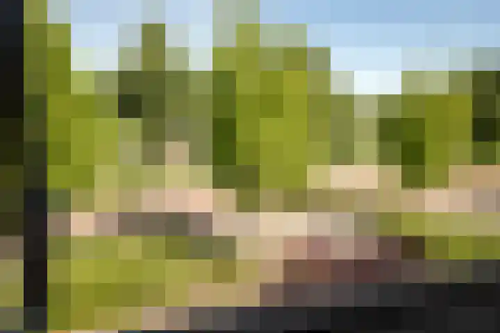 Meerkoet 21 Hoogkarspel thumbnail 26