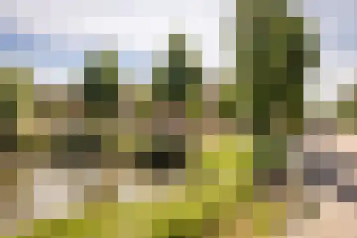 Meerkoet 21 Hoogkarspel thumbnail 40