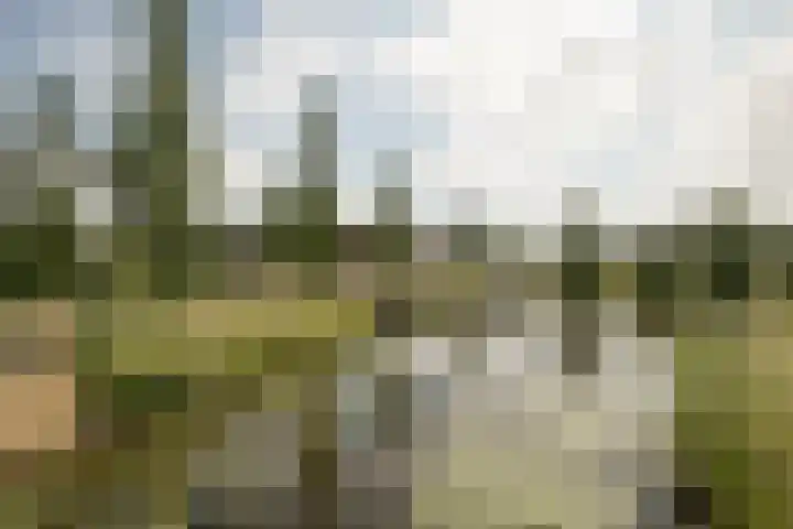 Meerkoet 21 Hoogkarspel thumbnail 41