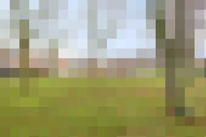 Meerkoet 22 Bergen op Zoom thumbnail 25