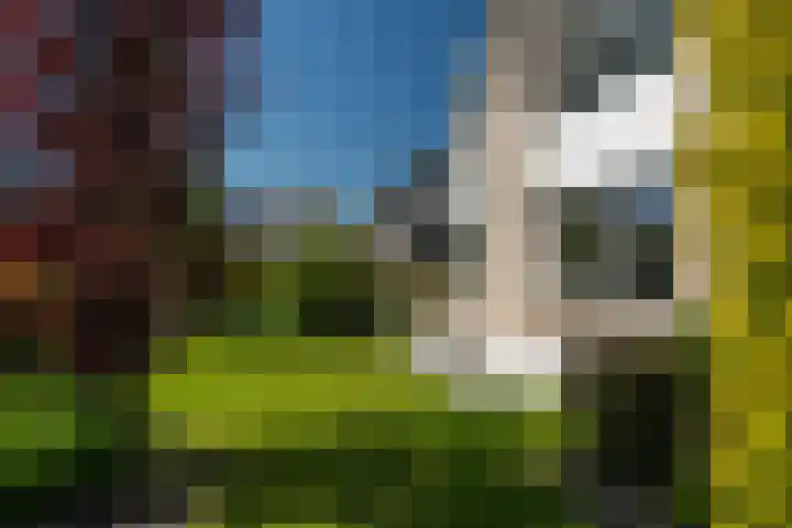 Meerkoet 22 Lemmer thumbnail 11