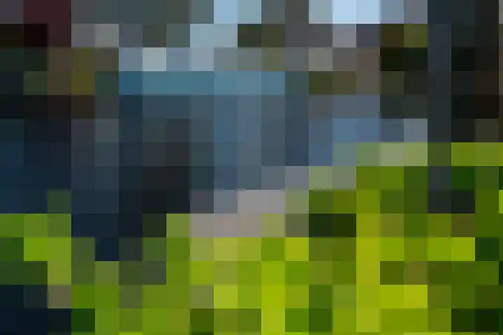 Meerkoet 22 Lemmer thumbnail 67
