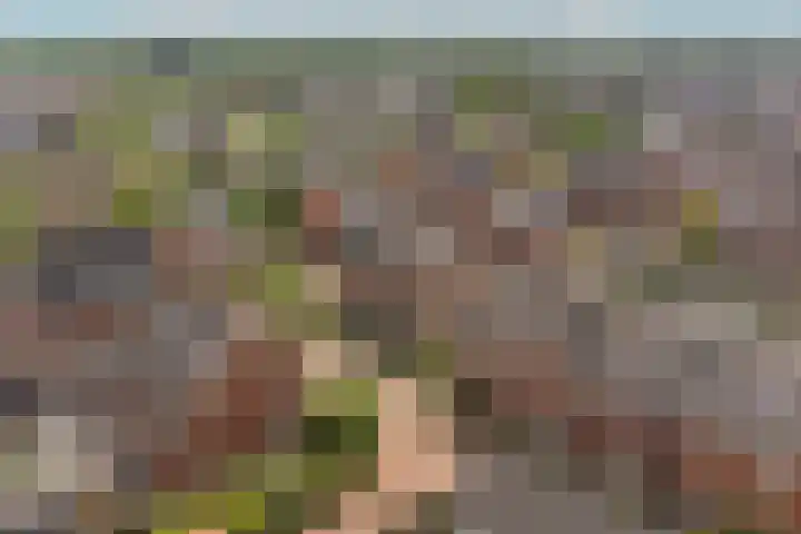 Meerkoet 22 Veenendaal thumbnail 37