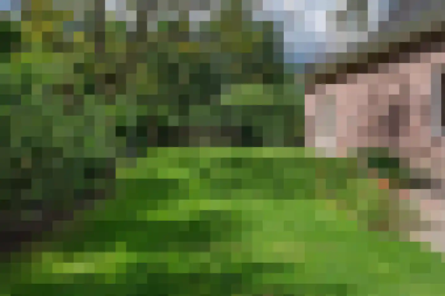 Meerkoet 23 Sint-Oedenrode thumbnail 32