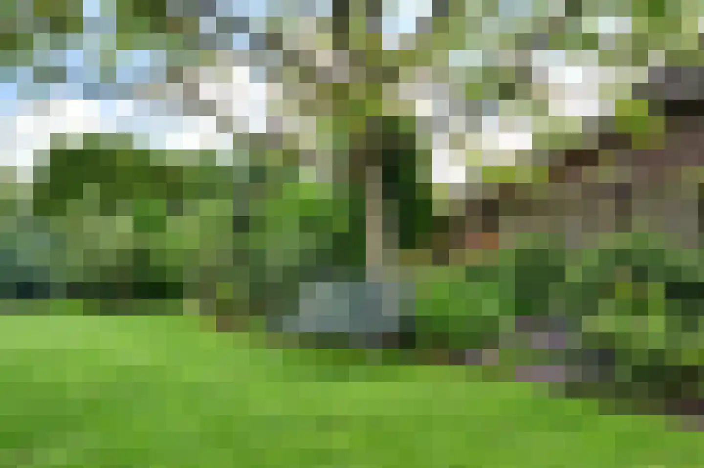 Meerkoet 23 Sint-Oedenrode thumbnail 34