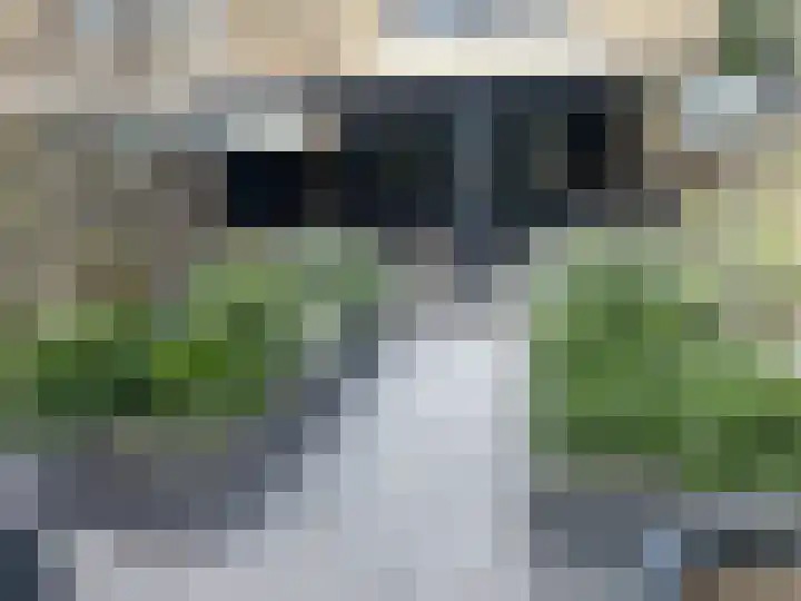 Meerkoet 24 Hoogvliet Rotterdam thumbnail 39