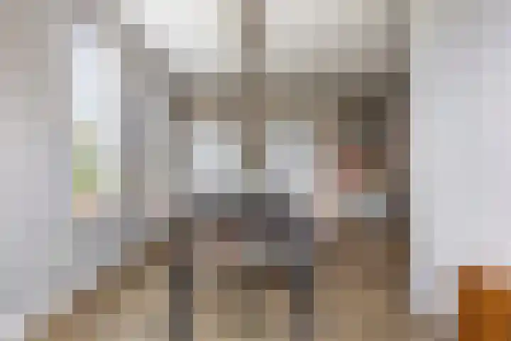 Meerkoet 25 Bedum thumbnail 21