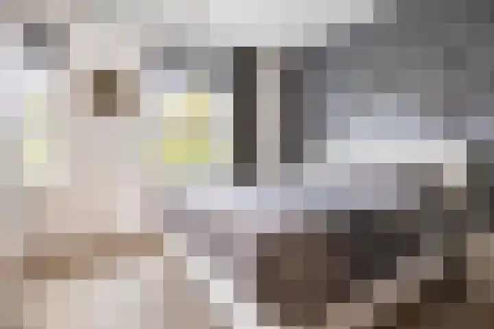 Meerkoet 25 Bedum thumbnail 25