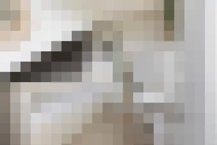 Meerkoet 25 Bedum thumbnail 36