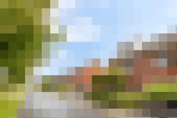 Meerkoet 25 Bedum thumbnail 44