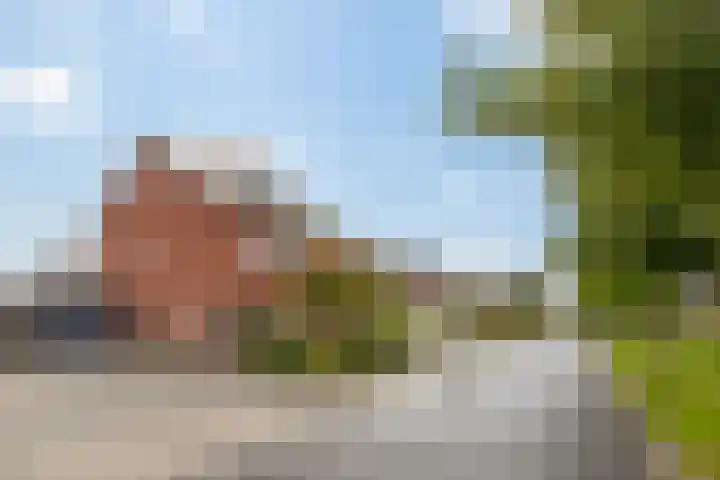 Meerkoet 25 Bedum thumbnail 45