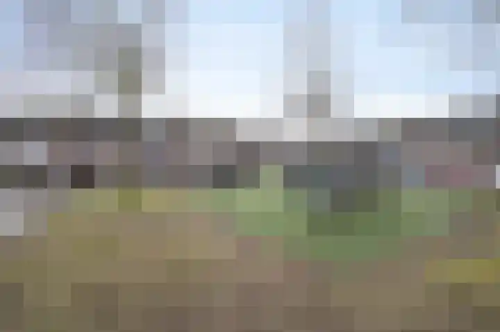 Meerkoet 25 Etten-Leur thumbnail 46
