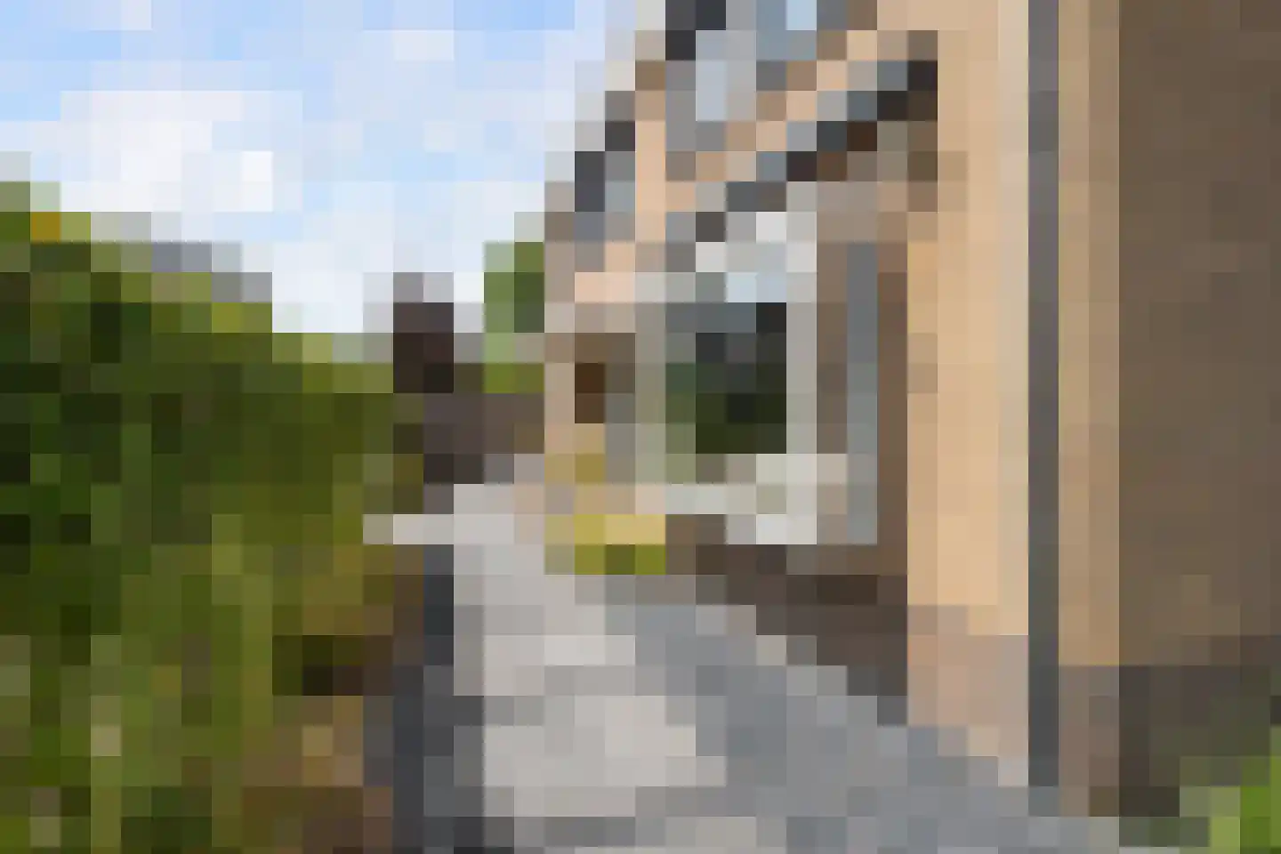 Meerkoet 26 Ridderkerk thumbnail 8