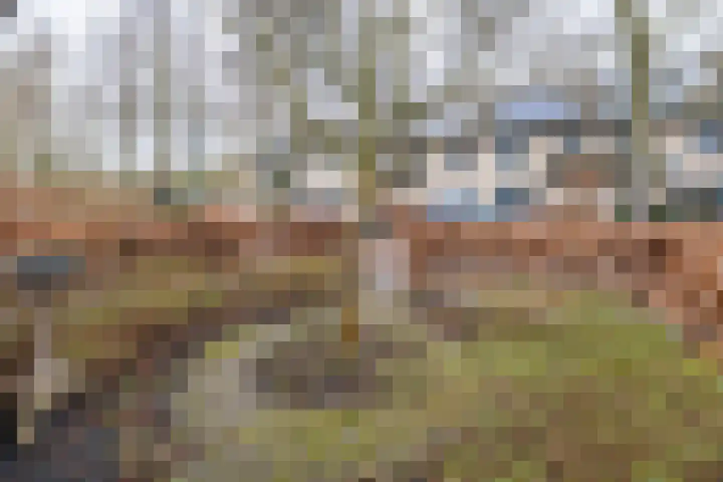 Meerkoet 27 Driebergen-Rijsenburg thumbnail 40