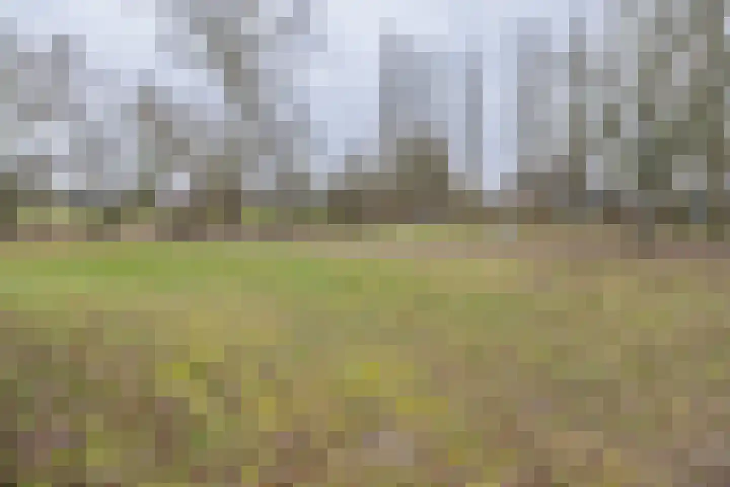 Meerkoet 27 Driebergen-Rijsenburg thumbnail 44