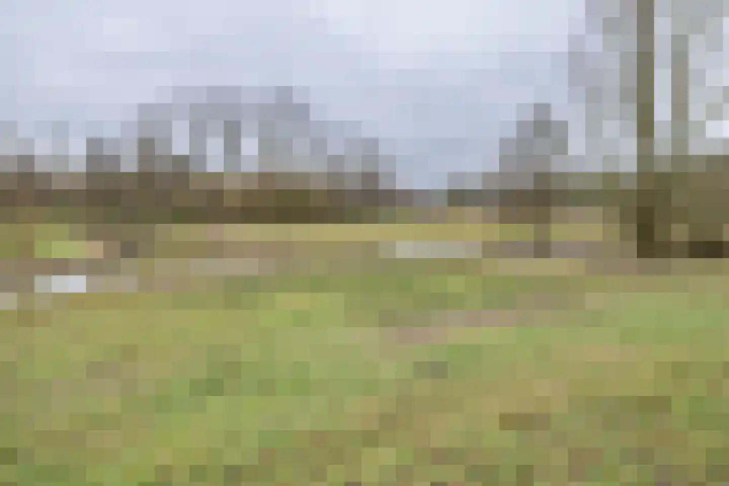 Meerkoet 27 Driebergen-Rijsenburg thumbnail 45