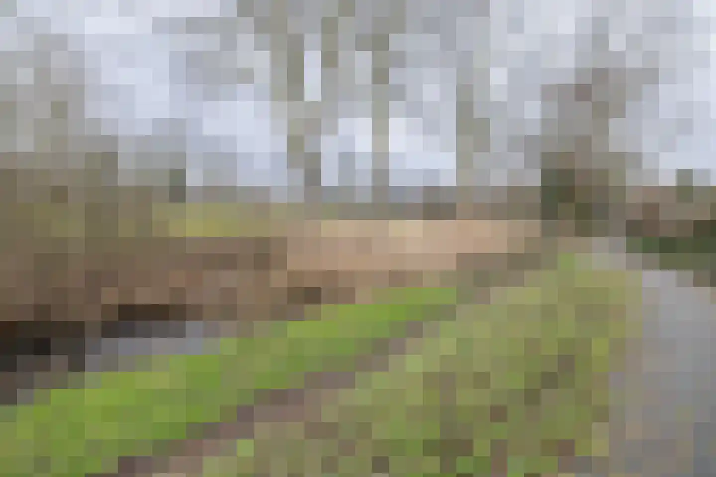 Meerkoet 27 Driebergen-Rijsenburg thumbnail 46