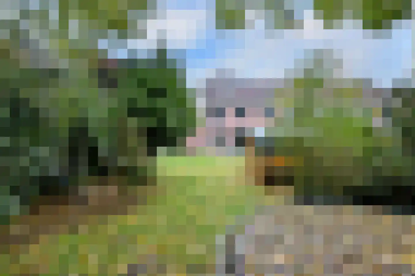 Meerkoet 30 Deventer thumbnail 30