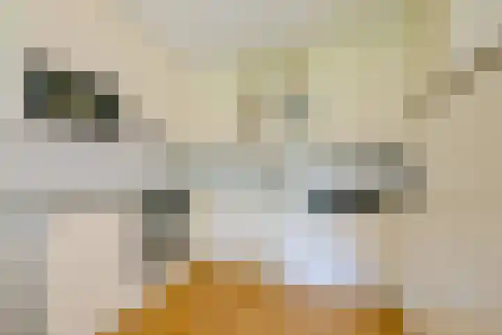 Meerkoet 30 Schagen thumbnail 11