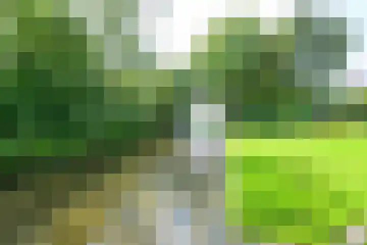 Meerkoet 30 Schagen thumbnail 19