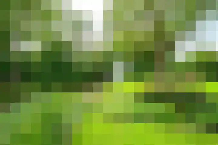 Meerkoet 30 Schagen thumbnail 20