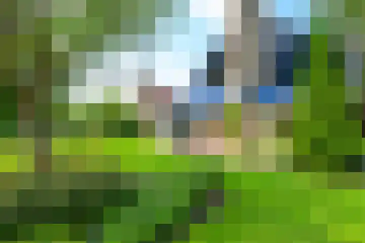 Meerkoet 30 Schagen thumbnail 21