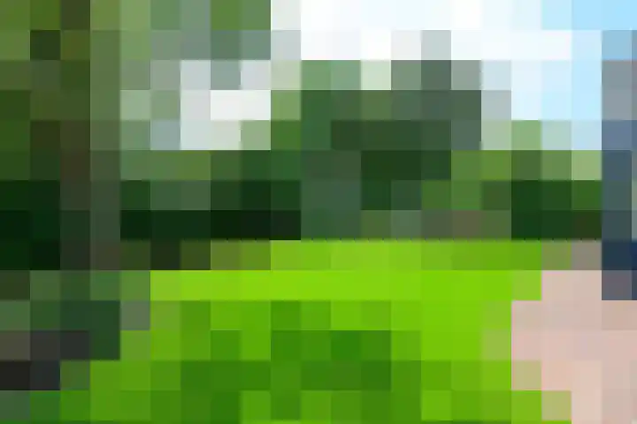Meerkoet 30 Schagen thumbnail 22