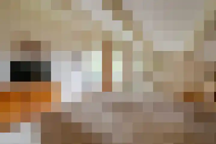 Meerkoet 30 Schagen thumbnail 29