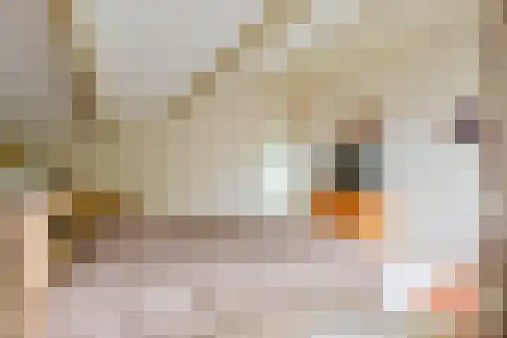 Meerkoet 30 Schagen thumbnail 33