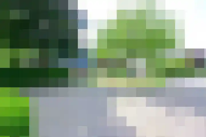 Meerkoet 30 Schagen thumbnail 41