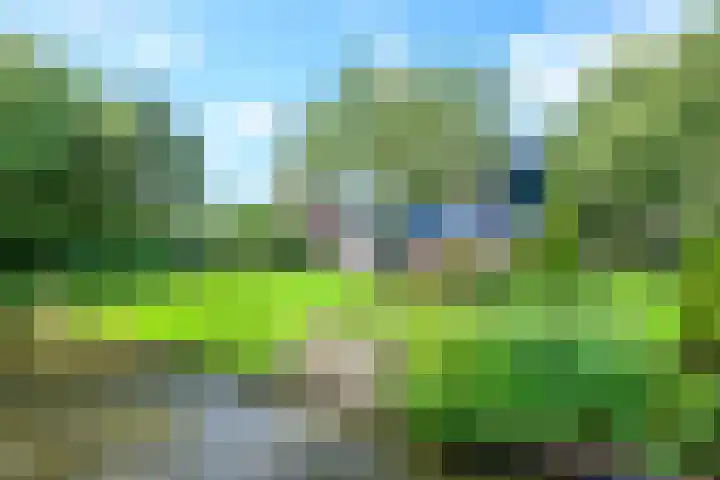 Meerkoet 30 Schagen thumbnail 42