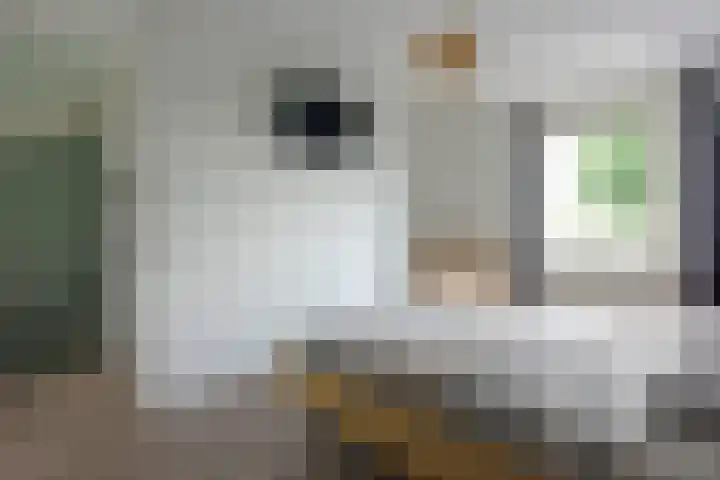 Meerkoet 31 Noorden thumbnail 14